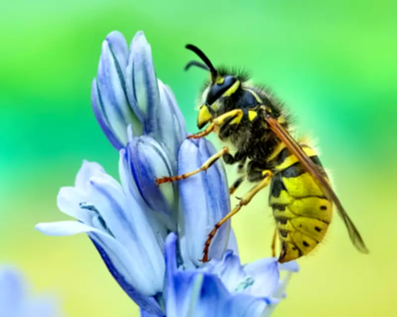 Why We Should Appreciate Wasps, Sharks, and Other Misunderstood Creatures