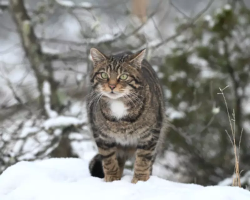 Wildcat Conservation Success in the Cairngorms: A Hopeful Sign in the Snow