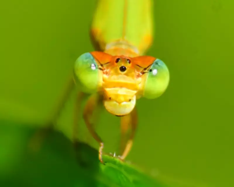 Wildlife Week: Flying Rodent, Duty-Free Possum, and Emerald Viper