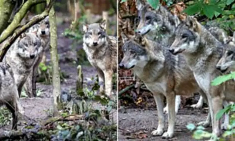 Wildwood Trust Director Questions Wolf Captivity After Pack Euthanisation