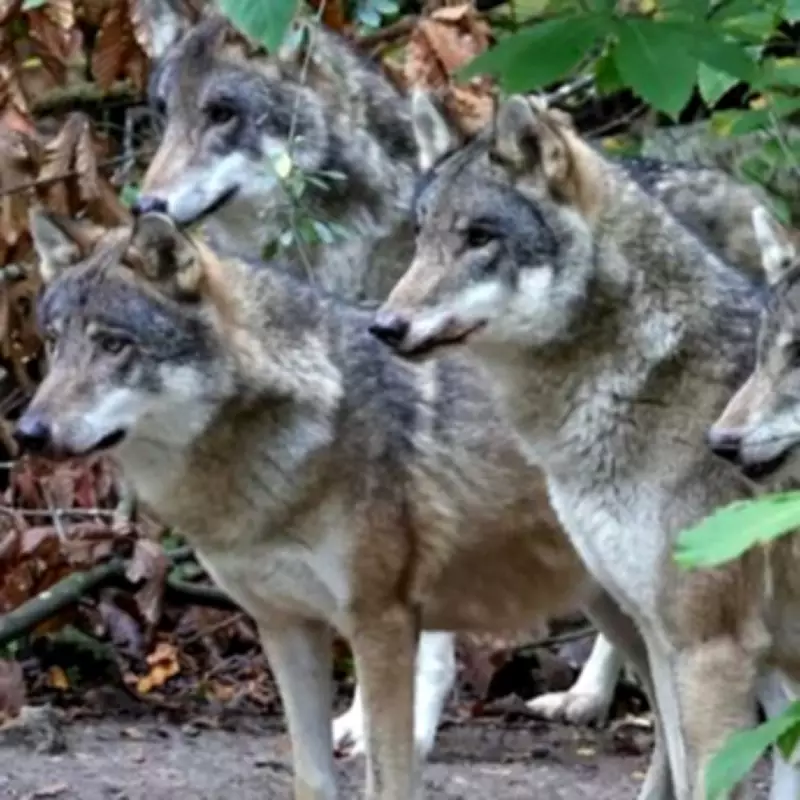 Wildwood Trust Forced to Euthanise Entire Wolf Pack After Injuries