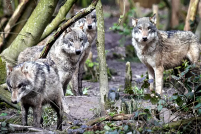 Wildwood Trust Wolf Pack Euthanised, Sparking Captivity Debate