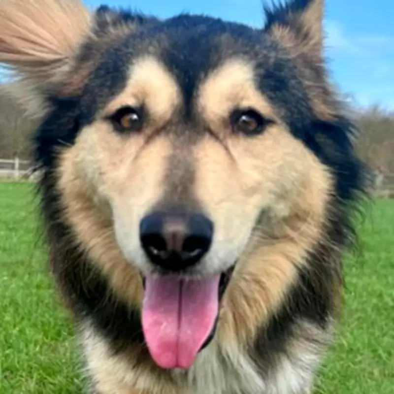 Wolfie the Husky Cross Awaits Forever Home After Three Years in Rescue