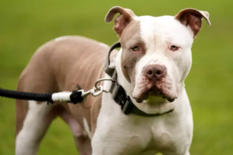 Woman Charged After Teenager Dies in Fatal XL Bully Dog Attack in Bristol