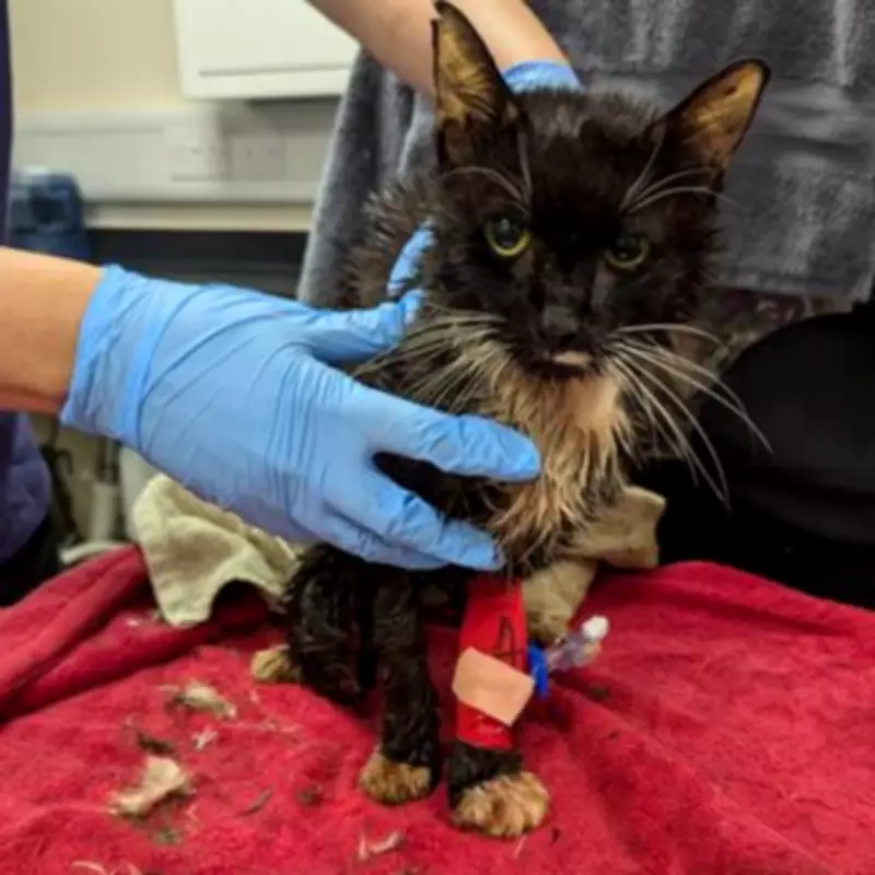 Woman Jailed for Trapping 23 Cats in Wheelie Bin, Leaving Eight Crushed to Death