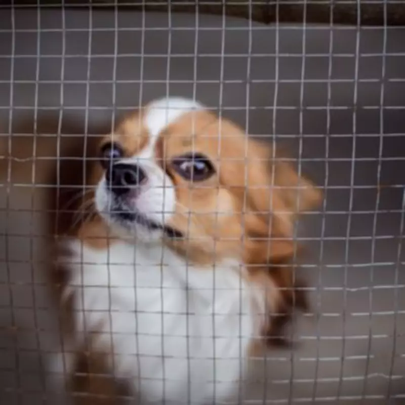 Woman's 'Chihuahua' Adoption Turns Into Surprise Labrador Discovery