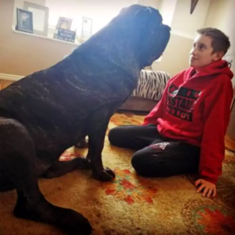 World's Largest Puppy: 12-Stone, 6-Foot-Tall American Molossus Recreates Ancient Breed
