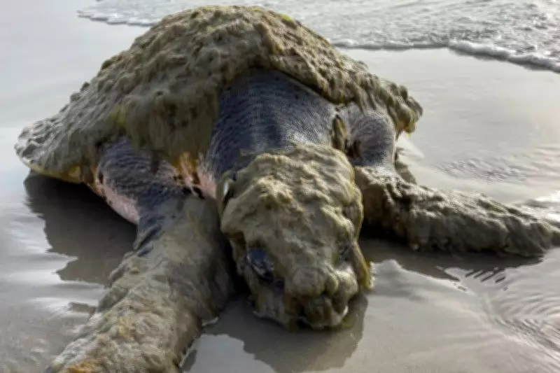 World's Rarest Sea Turtle Rescued After Stranding on Texas Beach