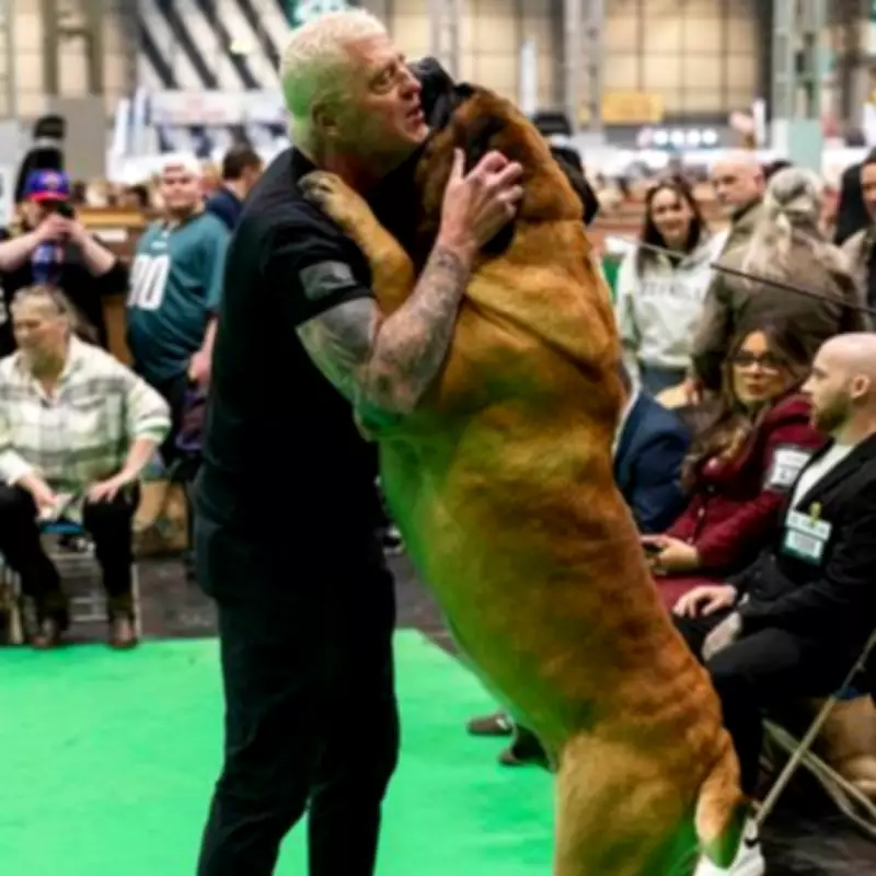 WWE Legend Dustin Rhodes' Mastiff Beast Places Third at Crufts Dog Show