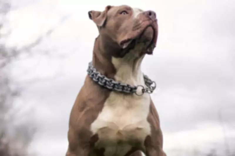 XL Bully Dog Shot 10 Times After Fatal Attack on Pensioner in Warrington