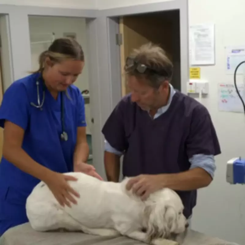 Yorkshire Vet Stars Save Dog from Unprecedented Life-Threatening Condition