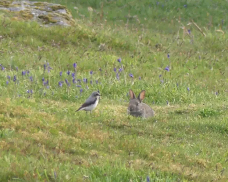 Young Birdwatcher Spots First Wheatear of Spring on Dartmoor
