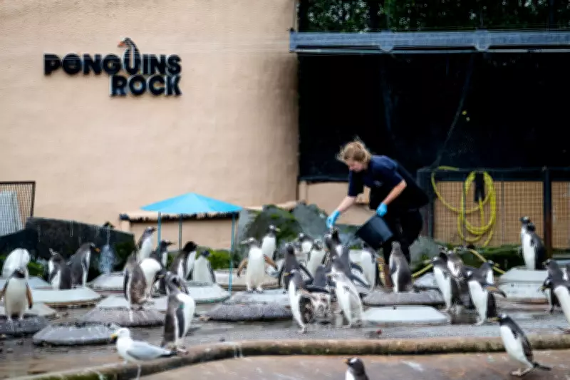 Zoos Demand Weather App Overhaul Over 'Misleading' Forecasts Costing £40k Daily