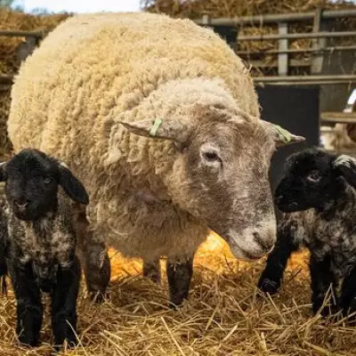 13 Lambs Brutally Killed in Northern Ireland Farm Attack, Police Hunt for Information