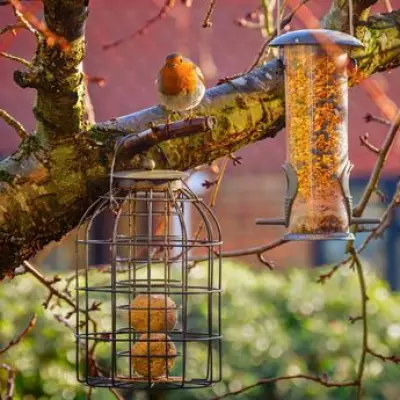 Bird Feeding Warning: Stop Offering Bread This March, Experts Urge