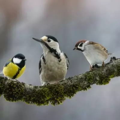 B&M's £6 Solar Bird Feeder Attracts Beautiful Birds to Your Garden