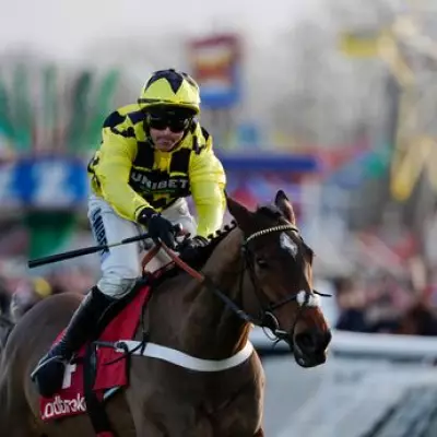 Champion Hurdle Favourite Sir Gino Dies After Infection Battle