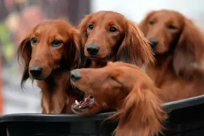 Dachshunds Surge in US Popularity as French Bulldog Frenzy Cools