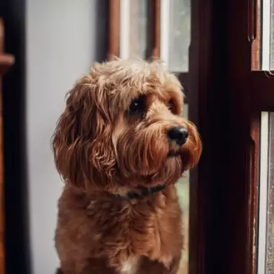 Dog Trainer Reveals 3 Worst-Behaved Breeds of 2026 and Why They Top List