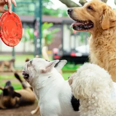 Dog Trainer Reveals Three Popular Breeds Prone to Behavioural Issues