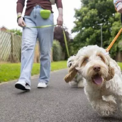 Dog Trainer's Simple Lead Technique Stops Pulling, Owners Call It Game-Changing