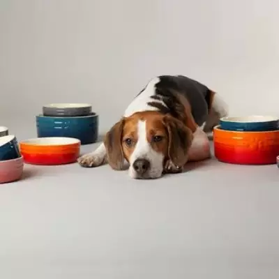 Dunelm's Designer Pet Bowls Slashed to £12 Each in Spring Sale