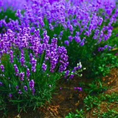 Eggshells Boost Lavender Growth: Natural Spring Feed for Healthier Plants
