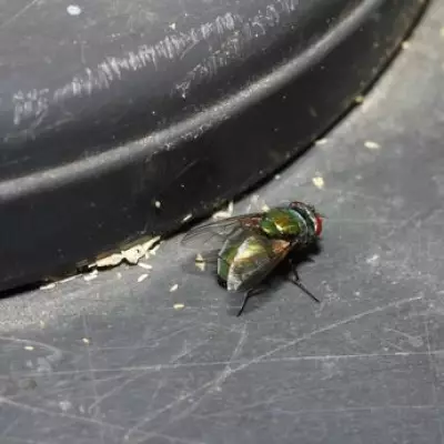 Expert Urges Wheelie Bin Owners to Use Kitchen Salt to Combat Summer Flies