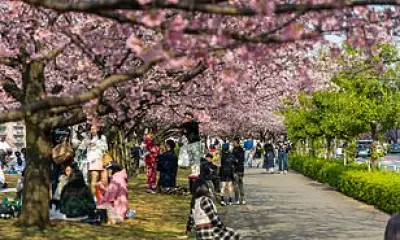 Expert's Guide to Japan's 2026 Cherry Blossom Season: Beat the Crowds