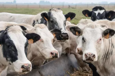Five Men Sentenced for Stealing 14 Cows Worth Over £20,000 from Anglesey Farm