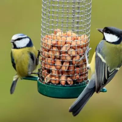 Garden Bird Feeding Warning: Viral DIY Fat Balls Can Harm Wildlife