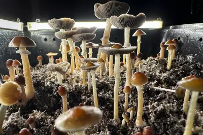 How Psychoactive Chocolate Bars Evaded Regulations and Reached Store Shelves