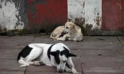 India's Mega Shelter Plan for Stray Dogs Sparks Global Health Warning