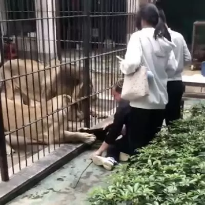 Lion Attack at Chinese Zoo: 10-Year-Old Girl Mauled While Feeding Big Cat