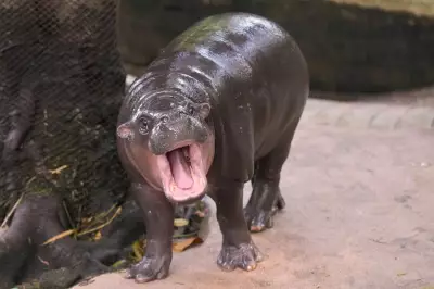 Man Arrested After Climbing Into Viral Pygmy Hippo Moo Deng's Zoo Enclosure