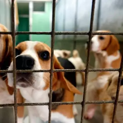 Many Tears Animal Rescue Centre Under Investigation for Alleged Misconduct