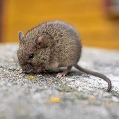 Mouse Contamination Fears Prompt Major Breakfast Food Recall Expansion