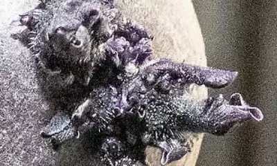 NASA Astronaut's Bizarre Space Station Photo Reveals Orbiting Potato Experiment