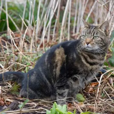 Natural Spray Recipe to Stop Cats Fouling in Gardens: Experts Reveal Solution