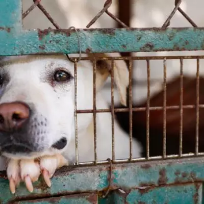 New Dog Seizure Powers and Unlimited Fines for Livestock Worrying