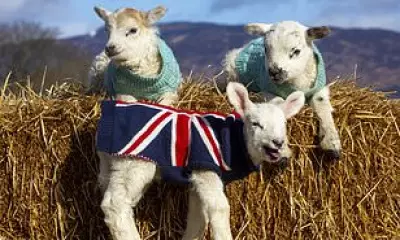 Orphaned Lambs in Knitted Jumpers Stay Warm at Scottish Wildlife Park