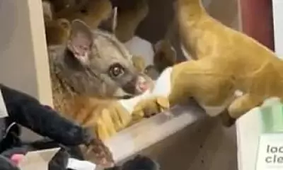 Possum Makes Itself at Home in Hobart Airport Gift Shop Among Plush Toys