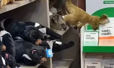 Possum Plays Hide and Seek Among Plushies at Hobart Airport Gift Shop