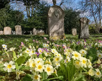 Primroses Herald Spring's Arrival with Buttery Yellow Churchyard Display