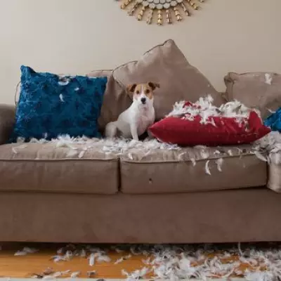 Puppy Blues Study: 45% of New Dog Owners Experience Stress and Regret