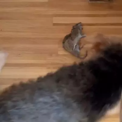 Rain Drives Rats Indoors: Pest Controller Reports Surge in Calls