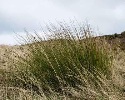 Soft-Rush Pith: The Forgotten Firestarter That Lit Winter Nights