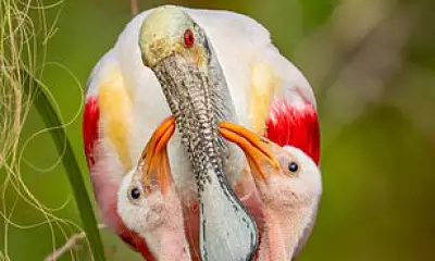 Spoonbill Mother's Alligator-Guarded Nest Captured in Florida Wetlands