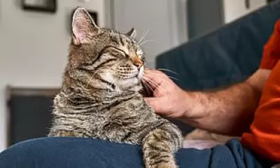 Study Reveals Cats Rarely Help Humans Without Reward Unlike Dogs and Toddlers