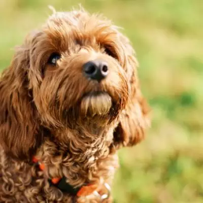 Study Reveals Designer Crossbreed Dogs Exhibit More Behavioural Issues Than Purebreds